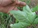 Lady Finger planting 30